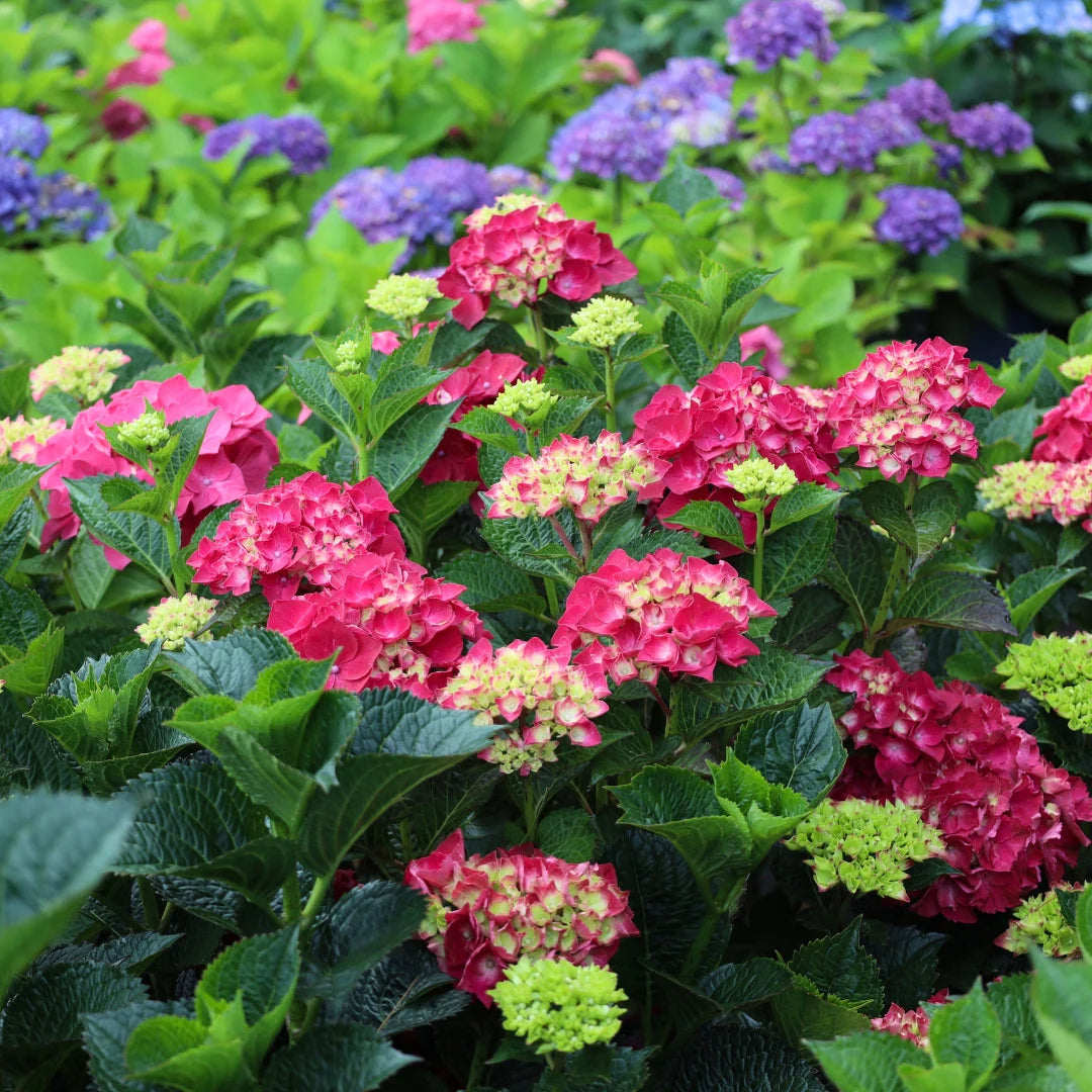 Yellow Red Hydrangea Flower seeds for Planting - Colorful Display, Heirloom & GMO Free Seeds for Home Garden