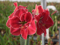 Maroon Hippeastrum Rutilum Flower seeds for Planting - Garden Favorite, Heirloom & GMO Free Seeds for Home Garden