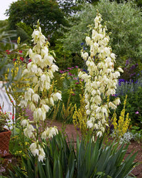 Yellow Yucca Plant Seeds for Easy Planting