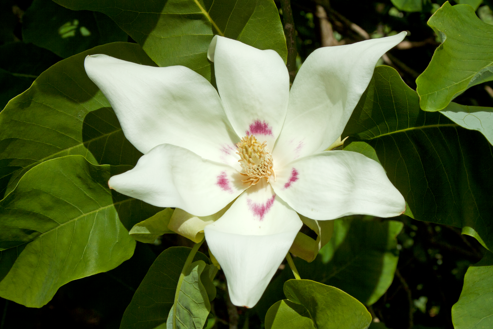 Yulan White Flower seeds for Planting - Fragrant Blossoms, Heirloom & GMO Free Seeds for Home Garden
