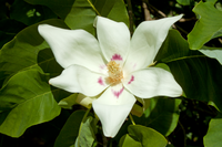 Yulan White Flower seeds for Planting - Fragrant Blossoms, Heirloom & GMO Free Seeds for Home Garden