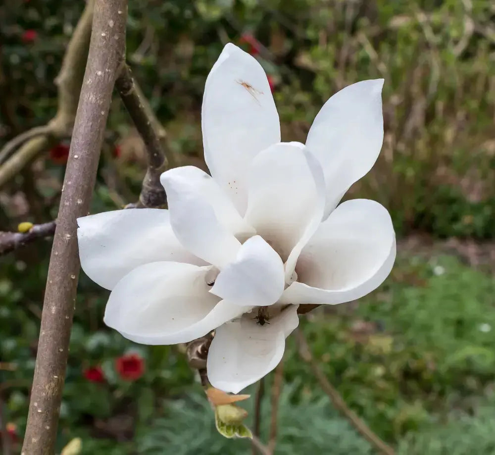 Yulan Magnolia Flower Planting Seeds