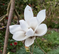 Yulan Magnolia Flower Planting Seeds