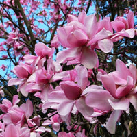 Magnolia campbellii Stunning Pink Flower Tree Seeds (Zone 7+)
