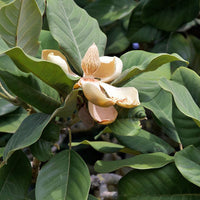 Magnolia Insignis (Manglietia) Evergreen Fragrant Flowers Seeds