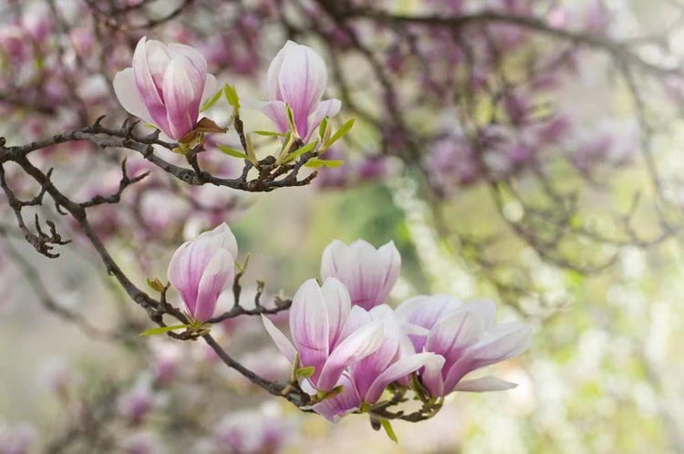 Soulangeana Flower seeds for Planting - Cottage Garden Essential, Heirloom & GMO Free Seeds for Home Garden