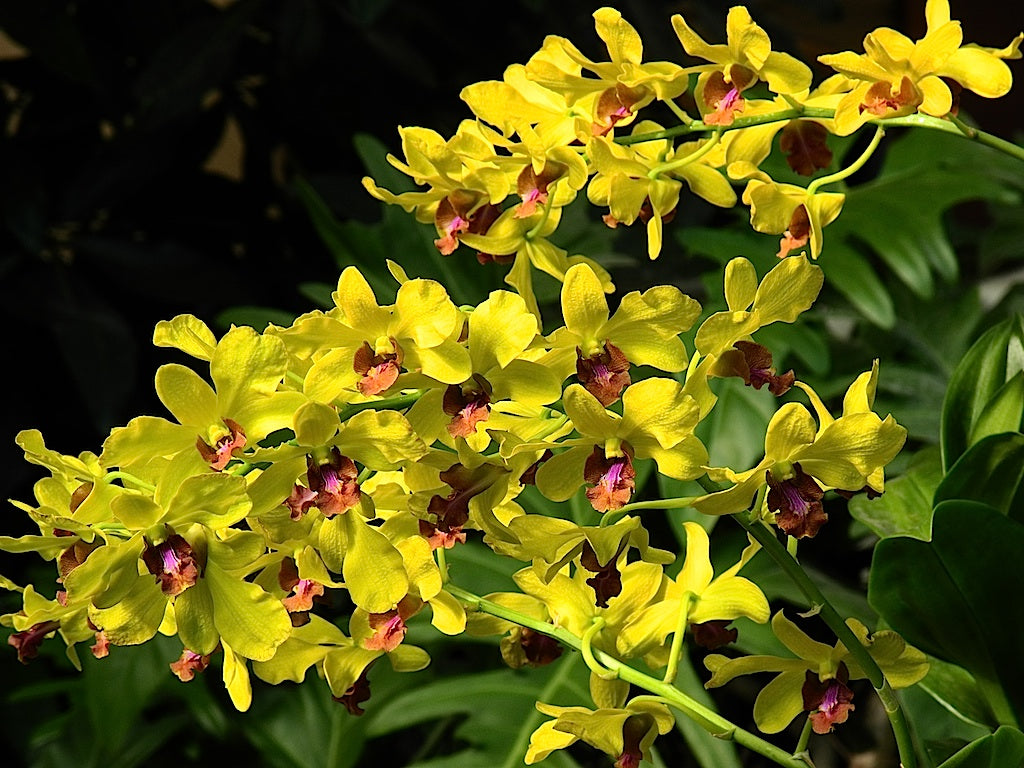 Yellow Dendrobium Orchid Flower seeds for Planting - Sun Loving, Heirloom & GMO Free Seeds for Home Garden