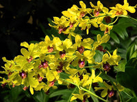 Yellow Dendrobium Orchid Flower seeds for Planting - Sun Loving, Heirloom & GMO Free Seeds for Home Garden
