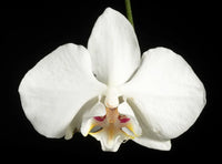 White Butterfly Orchid Flower seeds for Planting Easy to Grow Heirloom & GMO Free Seeds for Home Garden 
 
 Sale