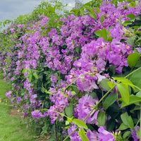 Mixed Liana Flower seeds for Planting - Colorful Display, Heirloom & GMO Free Seeds for Home Garden