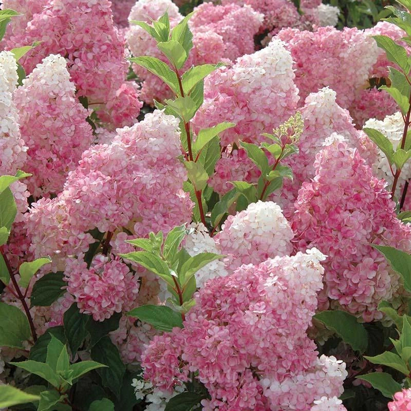 Vanilla Strawberry Hydrangea Hydrangea macrophylla Flower Seeds for Planting in Garden