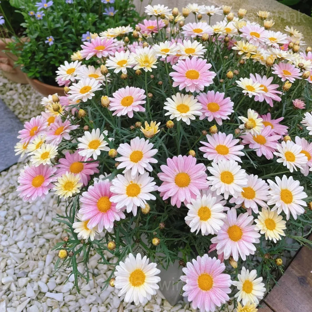 Pink Pyrethrum Flower seeds for Planting Low Maintenance Heirloom & GMO Free Seeds for Home Garden 
 
 Sale