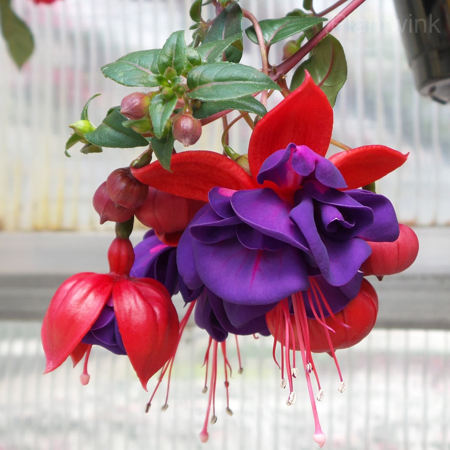 Double Petals Fuchsia Seeds for Planting | Cream Red Flower Seeds for Vibrant Gardens