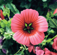 Malope Vulcan Flower Seeds for Planting – Heirloom, Non-GMO, Long Bloom Season Garden Seeds