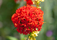 Maltese Cross Flower seeds for Planting, Perfect for Borders Heirloom & GMO Free Seeds for Home Garden