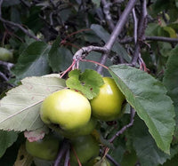 Malus ioensis prairie crabapple seeds growing into healthy ornamental tree