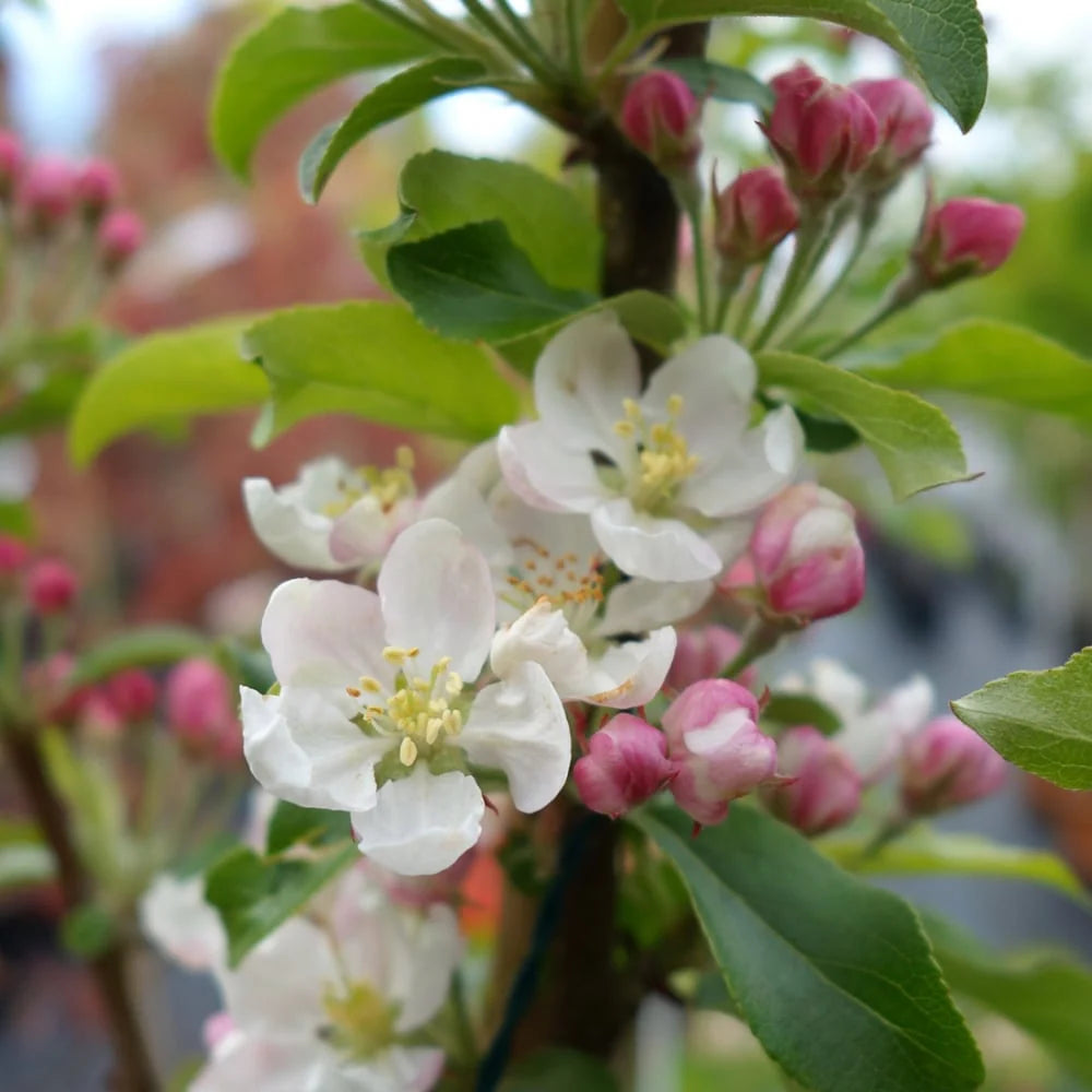 Malus Flower seeds for Planting Low Maintenance Heirloom & GMO Free Seeds for Home Garden