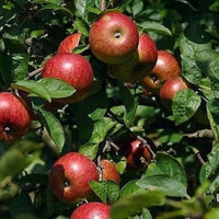 Malus pumila seedlings sprouting