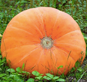 Mammoth Gold pumpkin seeds for planting