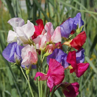 Mammoth Choice Mix Sweet Pea Seed for Planting flower bed
