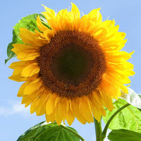 Semillas De Girasol Flower Seeds for Planting  Seed for Bright, Radiant Blooms