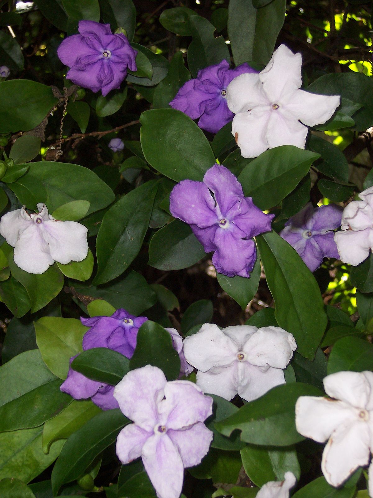 Brunfelsia Flower seeds for Planting Perfect for Borders Heirloom & GMO Free Seeds for Home Garden