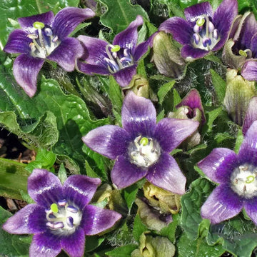 Black Mandrake Mandragora Autumnalis Flower Seeds – Heirloom Non-GMO for Garden Planting