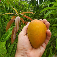 Mango seed germination process showing early sprouting