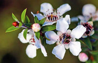 Manuka flower seeds for vibrant garden blooms
