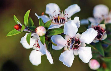 Manuka flower seeds for vibrant garden blooms
