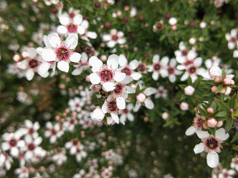 Manuka Flower seeds for Planting - Seasonal Bloomer, Heirloom & GMO Free Seeds for Home Garden