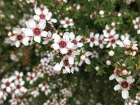 Manuka Flower seeds for Planting - Seasonal Bloomer, Heirloom & GMO Free Seeds for Home Garden