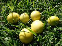 Maracuja seedlings sprouting from soil