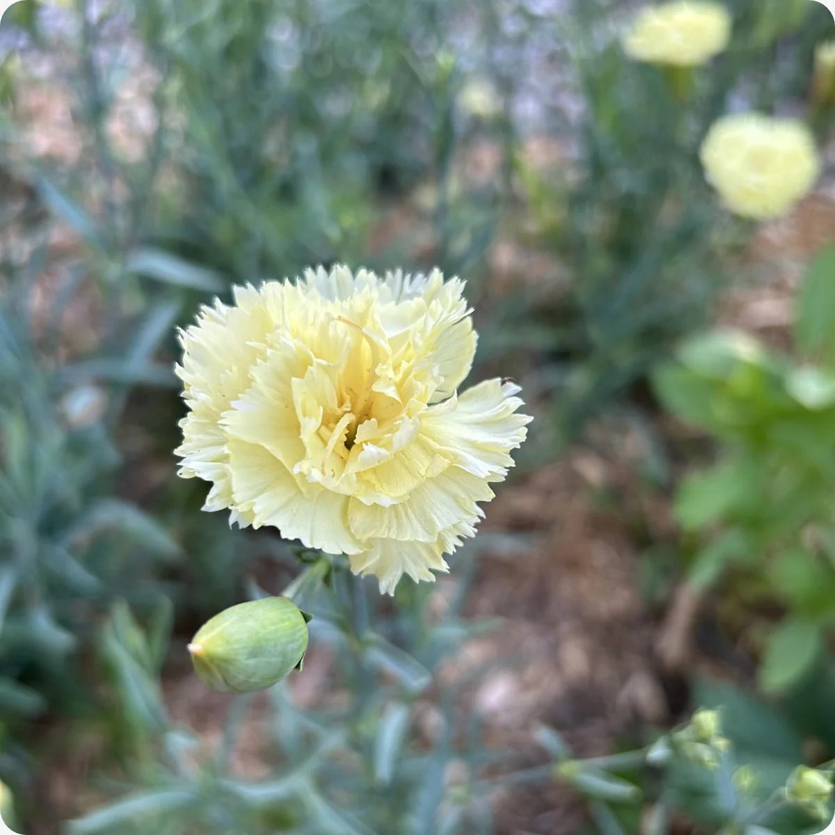 Carnation Dianthus Caryophyllu Flower seeds for Planting Fragrant Blossoms Heirloom & GMO Free Seeds for Home Garden