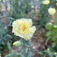 Yellow Caryophyllus Flower seeds for Planting - Long Bloom Season, Heirloom & GMO Free Seeds for Home Garden