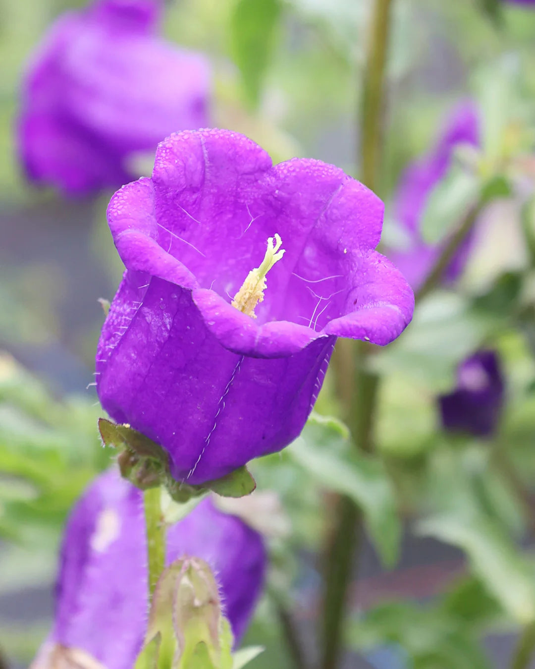 Campanula Bellflower Seeds For Planting and Gardening