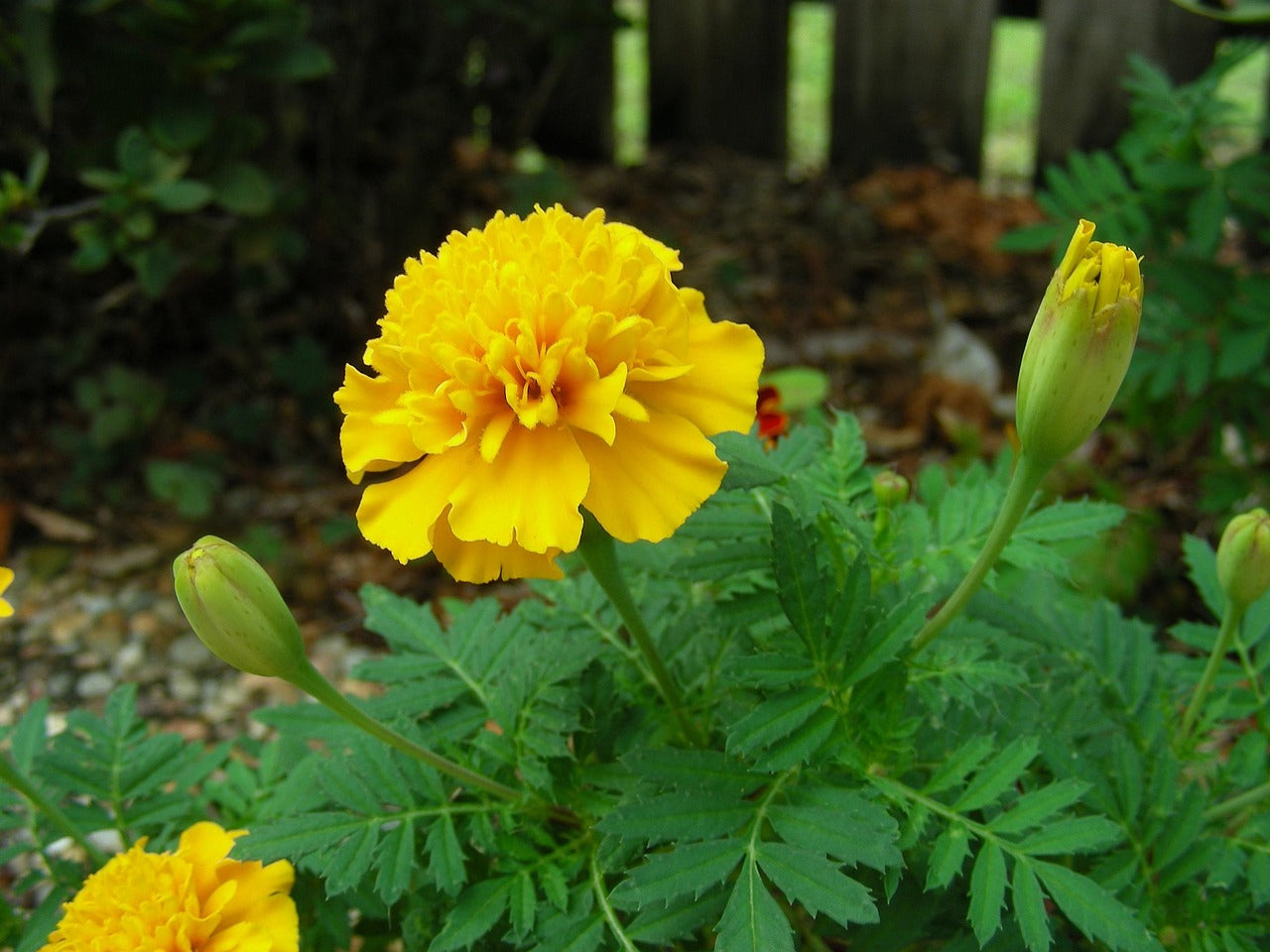 Marigold Flower seeds for Planting Garden Favorite Heirloom & GMO Free Seeds for Home Garden