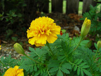 Marigold Flower seeds for Planting Garden Favorite Heirloom & GMO Free Seeds for Home Garden