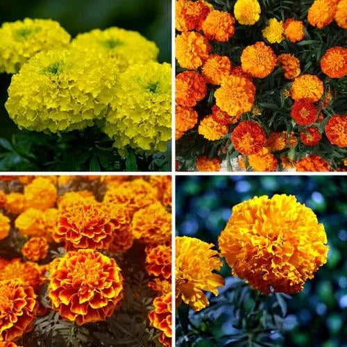 Malve Flower Seeds Mix – Yellow, White, Light Orange, and Orange-Red Colors