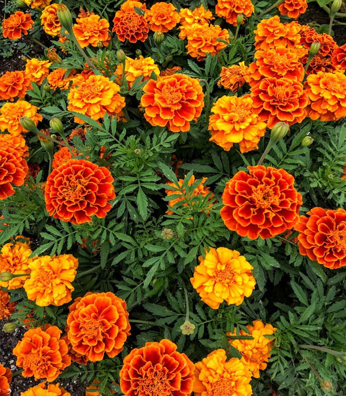 Mixed Marigold Flower seeds for Planting Wildflower Mix Heirloom & GMO Free Seeds for Home Garden
 
 Sale