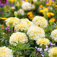 Heirloom Marigold Flower seeds for Planting Premium Quality Heirloom & GMO Free Seeds for Home Garden