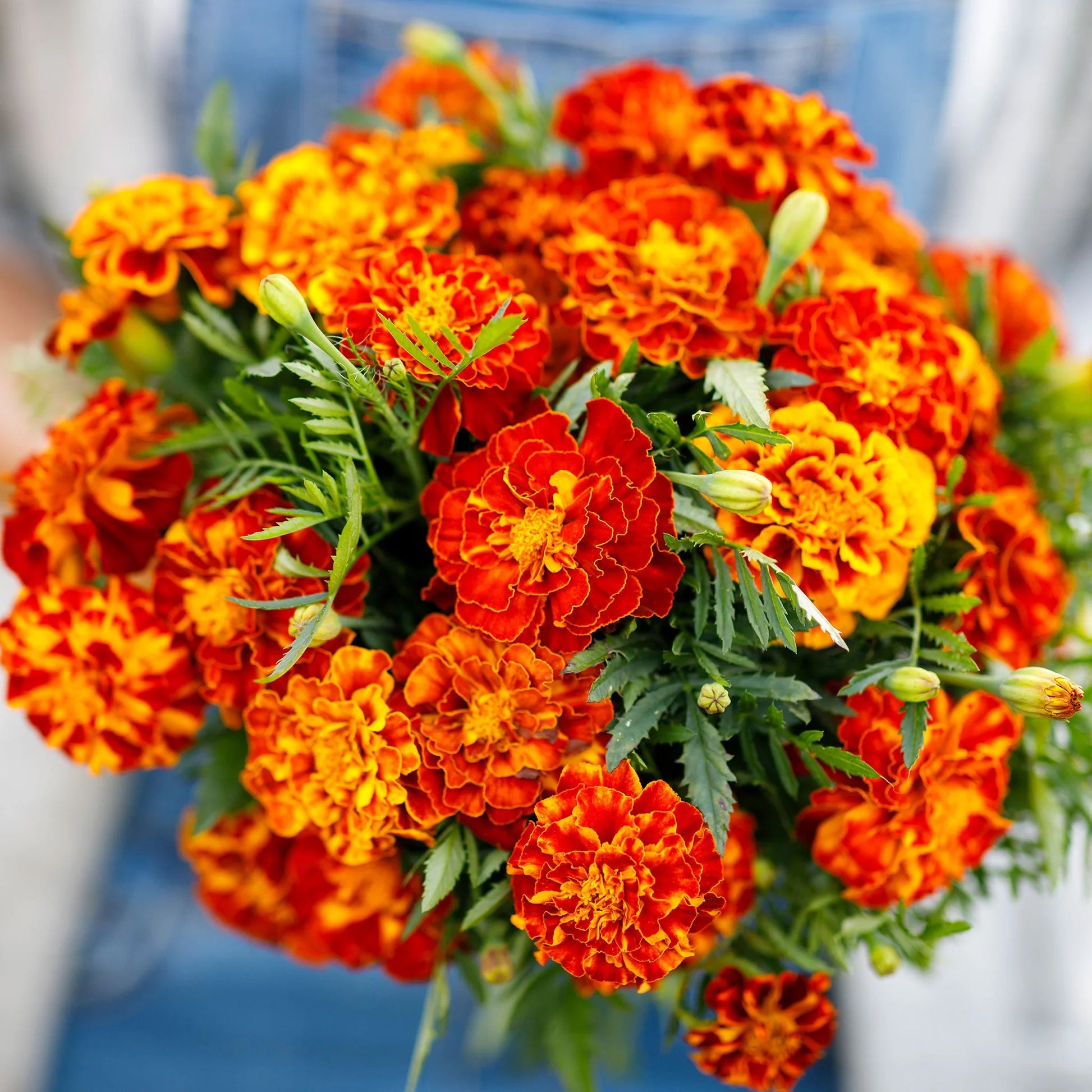 Marigold Sparky Flower seeds for Planting Cut Flower Favorite Heirloom & GMO Free Seeds for Home Garden