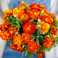 Marigold Sparky Flower seeds for Planting Cut Flower Favorite Heirloom & GMO Free Seeds for Home Garden