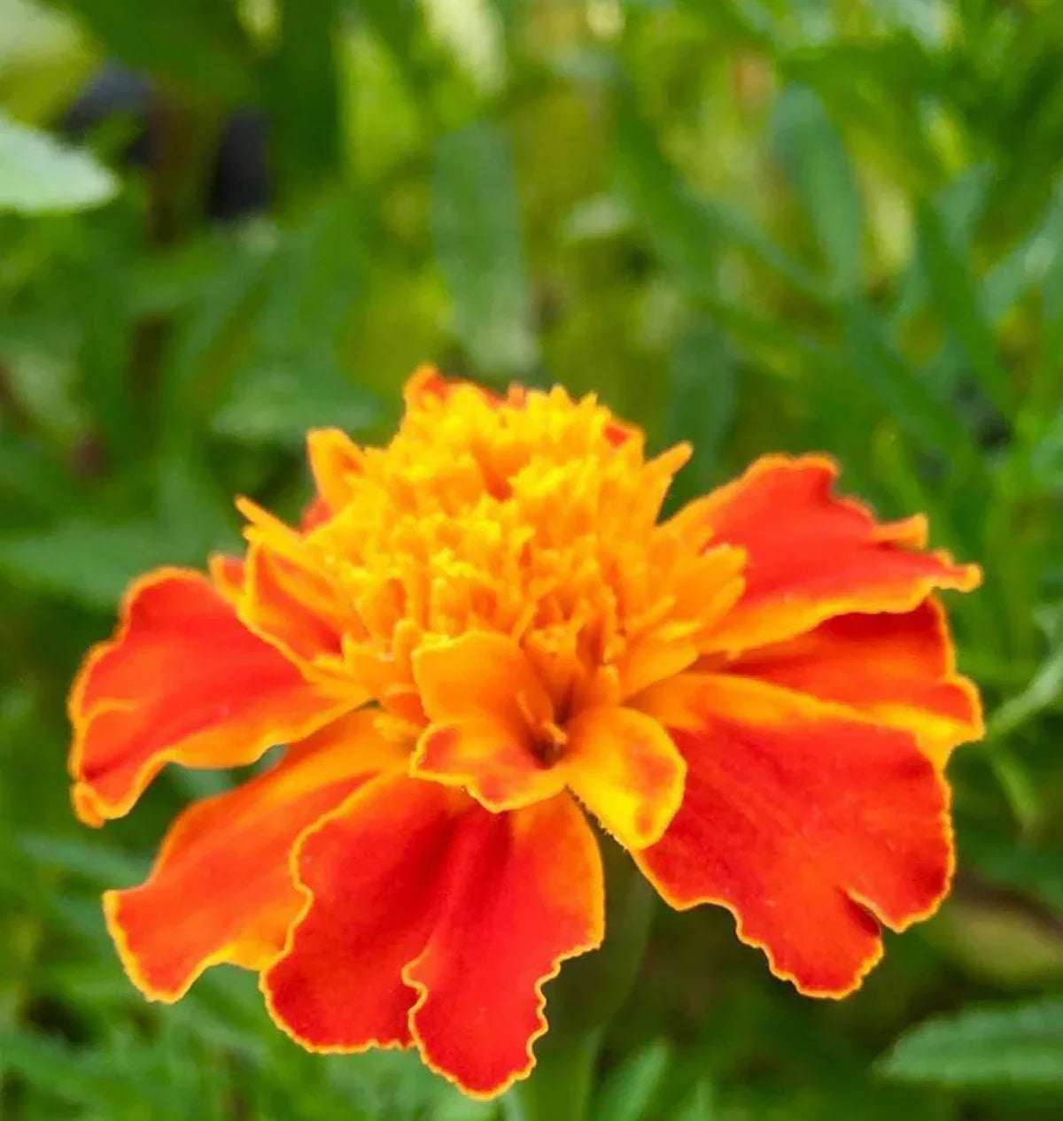 Green Marigold Flower seeds for Planting - Vibrant Colors, Heirloom & GMO Free Seeds for Home Garden