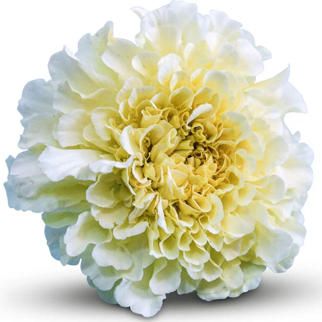 Cream Marigold Flower Seeds for Planting - Vibrant Annual Blooms for Your Garden