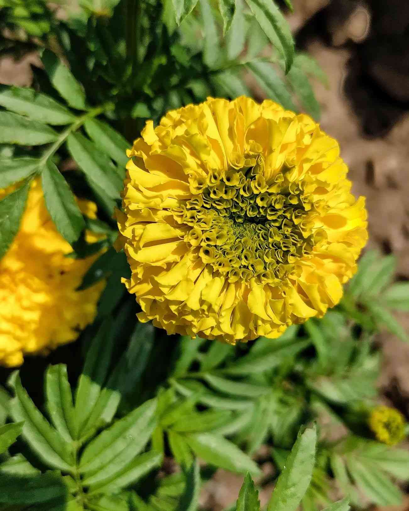 Marigold Flower seeds for Planting Garden Favorite Heirloom & GMO Free Seeds for Home Garden