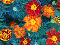 Green Marigold Flower seeds for Planting - Vibrant Colors, Heirloom & GMO Free Seeds for Home Garden