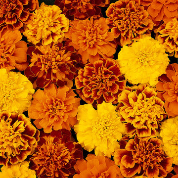 Russian Marigold Flower seeds for Planting Easy to Grow Heirloom & GMO Free Seeds for Home Garden