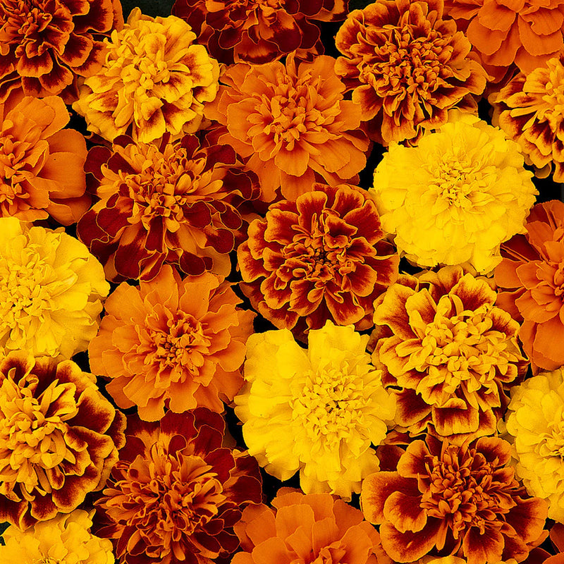 Russian Marigold Flower seeds for Planting Easy to Grow Heirloom & GMO Free Seeds for Home Garden