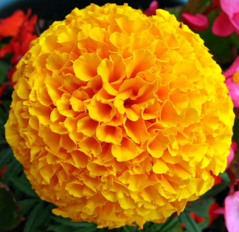 Marigold Flower seeds for Planting Shade Tolerant Heirloom & GMO Free Seeds for Home Garden
